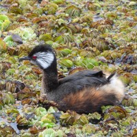 White-tufted Grebe